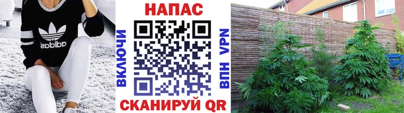 хочу   Ардатов  Марихуана гибрид 